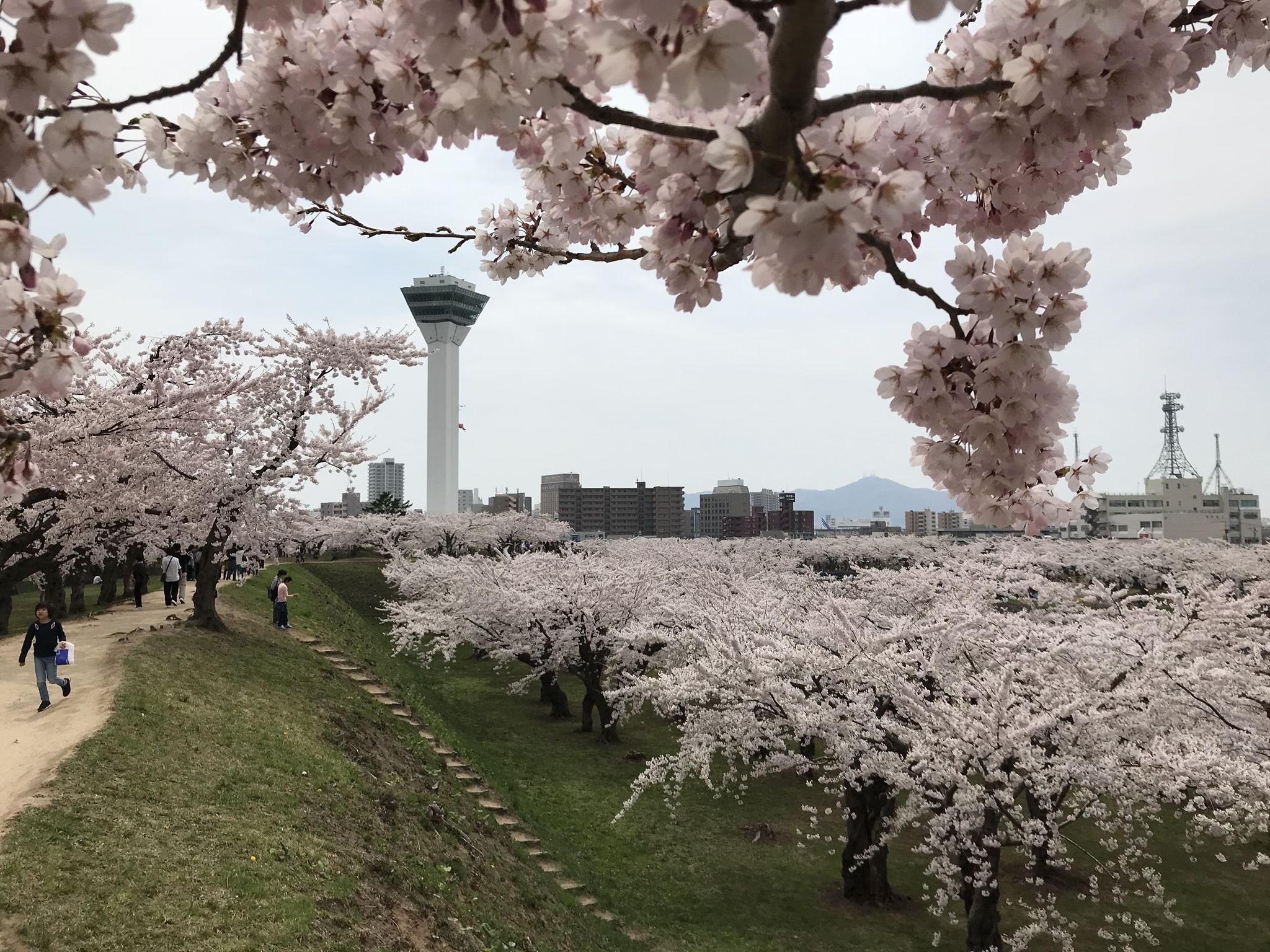 北海道函館市五稜郭公園の桜並木